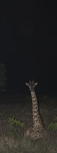 giraffe